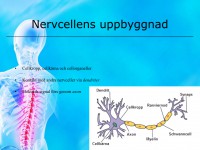 /album/nervcellens-uppbyggnad/a6-nervsystemet-010-jpeg1/